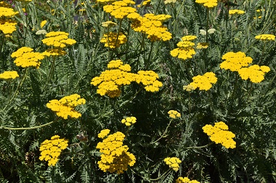 Plante-Vivace-Achillea-'Coronation-Gold'