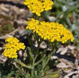 Plante-Vivace-Achillea-tomentosa-'Aurea'