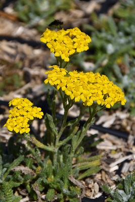 Plante-Vivace-Achillea-tomentosa-'Aurea'