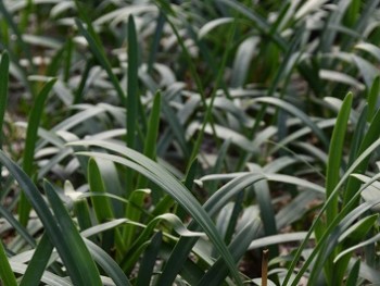 Plante-Vivace-Agapanthus-'Blue-Triomphator'