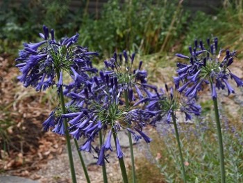 Plante-Vivace-Agapanthus-'Purple-Cloud'