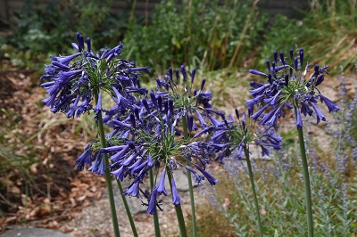 Plante-Vivace-Agapanthus-'Purple-Cloud'