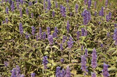 Plante-Vivace-Agastache-foeniculeum