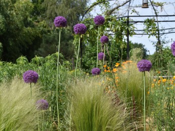 Plante-Vivace-Allium-globemaster