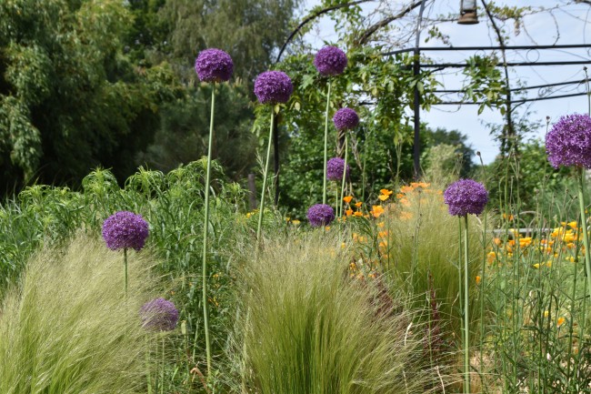 Plante-Vivace-Allium-globemaster