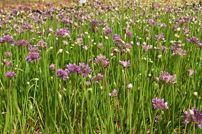 Plante-Vivace-Allium-Millenium