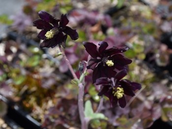 plante-Vivace-Aquilegia-'Black-Barlow'