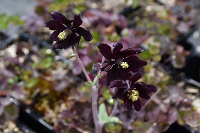 plante-Vivace-Aquilegia-'Black-Barlow'