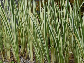 Graminée-Acorus-calamus-'Variegatus'