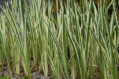 Graminée-Acorus-calamus-'Variegatus'