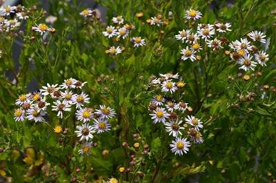 Plante-Vivace-Aster-ageratoides-'Asran'