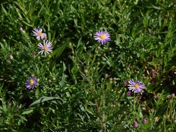 Plante-Vivace-Aster-ericoides-'Esther'