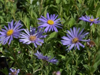 Plante-Vivace-Aster-frikartii-'Monch'