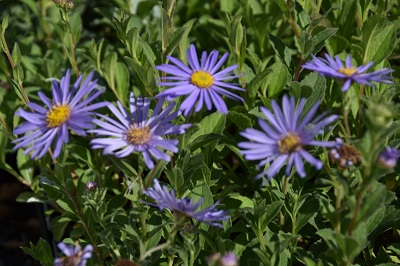 Plante-Vivace-Aster-frikartii-'Monch'