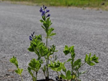 Plante-Vivace-Baptisia-australis