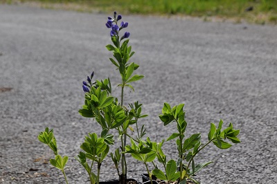 Plante-Vivace-Baptisia-australis