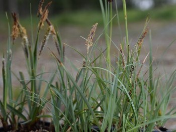 Graminée-Carex-flacca-'Blue-Zinguer'