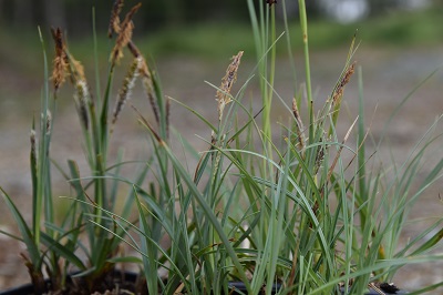 Graminée-Carex-flacca-'Blue-Zinguer'