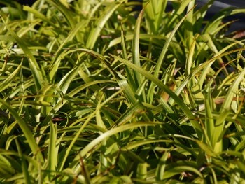 Graminée-Carex-pseudocyperus