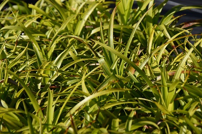 Graminée-Carex-pseudocyperus