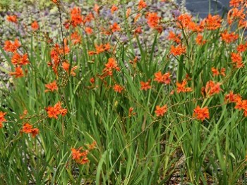 Plante-Vivace-Crocosmia'masonorium