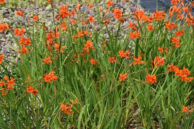 Plante-Vivace-Crocosmia'masonorium