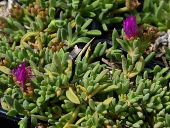 Plante-Vivace-Delosperma-ashtonii