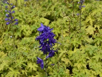 Plante-Vivace-Delphinium-magic-fountains