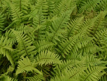 Fougère-Dryopteris-affinis