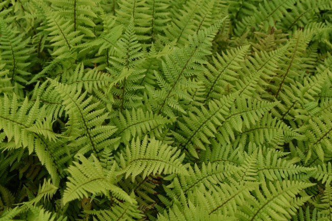 Fougère-Dryopteris-affinis