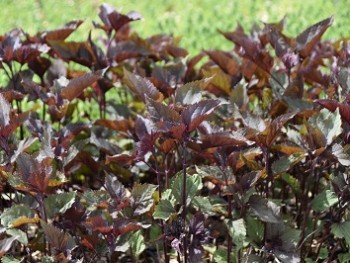 Plante-Vivace-Eupatorium-rugosum-'Chocolate'