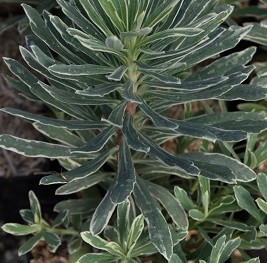 Plante-Vivace-Euphorbia-'Tasmanian-Tiger'