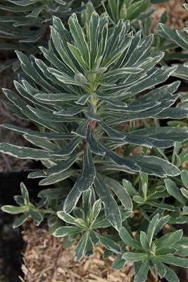 Plante-Vivace-Euphorbia-'Tasmanian-Tiger'
