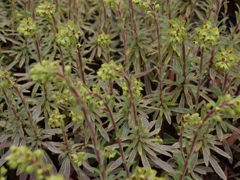 Plante-Vivace-Euphorbia-'Ascot-Raimbow'