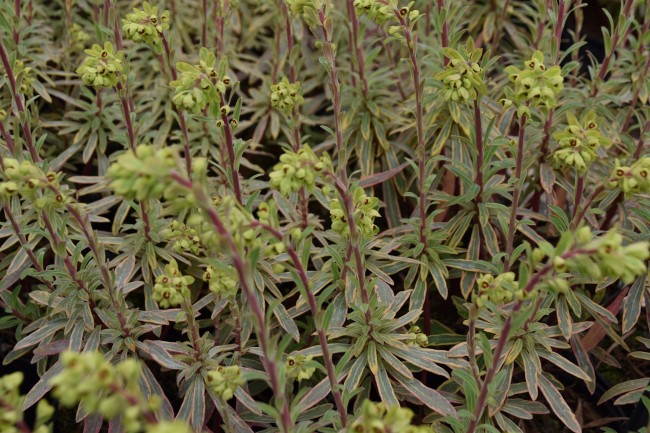 Plante-Vivace-Euphorbia-'Ascot-Raimbow'