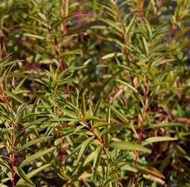 Plante-Vivace-Euphorbia-palustris