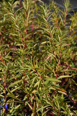 Plante-Vivace-Euphorbia-palustris
