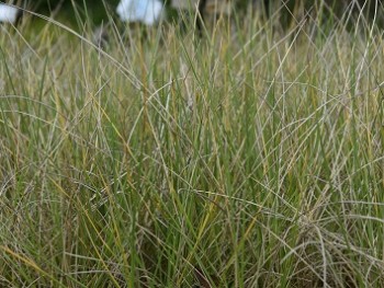 Graminée-Festuca-maierii