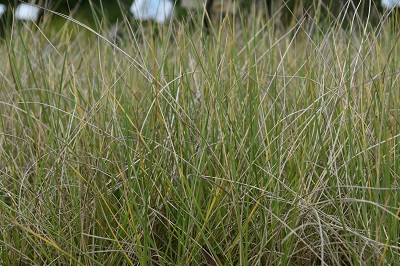 Graminée-Festuca-maierii