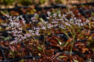 Plante-Vivace-Goniolimon-tataricum