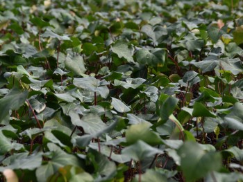 Plante-Vivace-Hedera-algeriensis-Bellecourt'