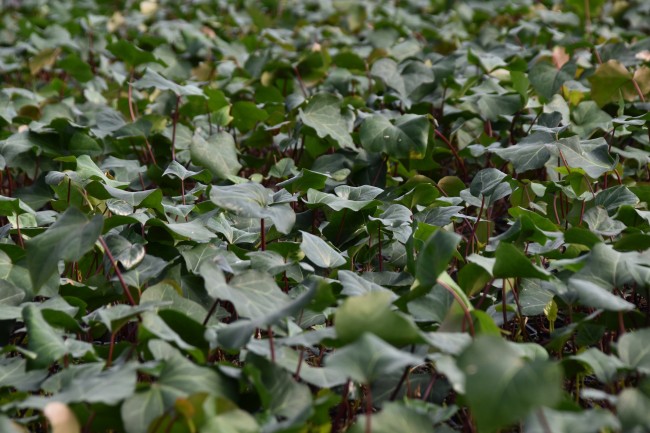 Plante-Vivace-Hedera-algeriensis-Bellecourt'