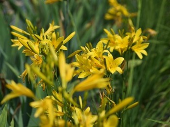 Plante-Vivace-Hemerocallis-flava