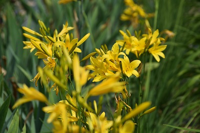 Plante-Vivace-Hemerocallis-flava