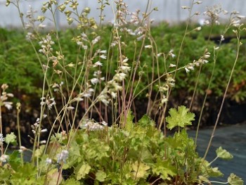 Plante-Vivace-Heuchera-sanguinea-'White-Cloud'