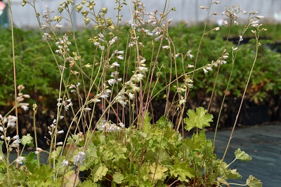 Plante-Vivace-Heuchera-sanguinea-'White-Cloud'