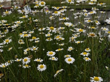 Plante-Vivace-Leucanthemum-vulgare