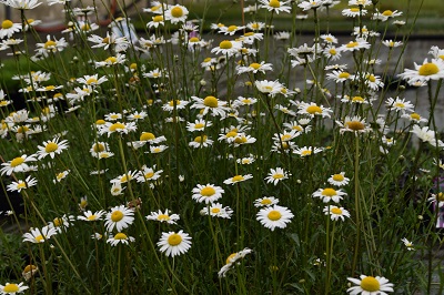 Plante-Vivace-Leucanthemum-vulgare