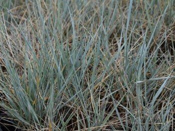 Graminée-Elymus-magellanicus