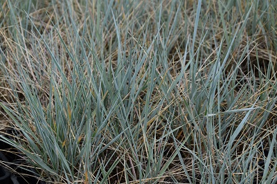 Graminée-Elymus-magellanicus